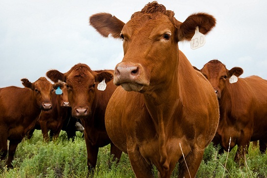beef+cattle, beef+sources