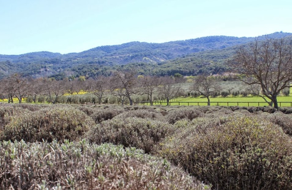 Lassens, Lassen's, Lassens Natural Foods and Vitamins, Ojai Sugar Scrub, Local producers, local, focus on local, women-owned business