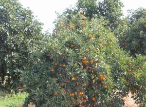 Lassens, Lassen's, Lassens Natural Foods and Vitamins, Lassens Natural Foods, Lassens Health Food, Buck Brands Citrus, Organic Citrus, Organic