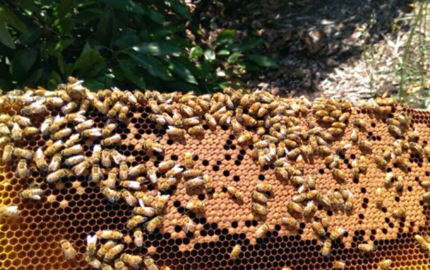 Lassens, Lassen's, Lassens Natural Foods and Vitamins, Local Honey, Local producers, Bloom honey, Bloom