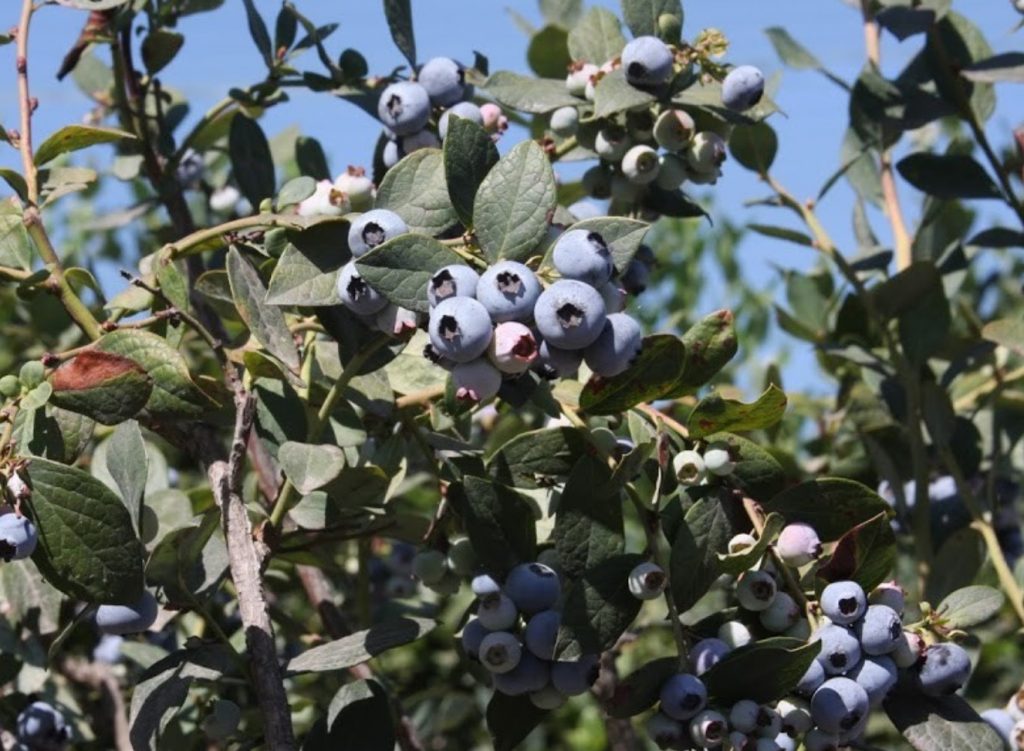 Lassens, Lassen's, Lassen's Natural Foods and Vitamins, Organic Farmers, Local Farmers, Support local farmers, Forbidden Farms Blueberreis