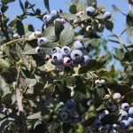 Lassens, Lassen's, Lassen's Natural Foods and Vitamins, Organic Farmers, Local Farmers, Support local farmers, Forbidden Farms Blueberreis