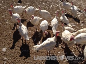 lassensloves, Lassen's, Lassens, Sheltons turkey, thanksgiving turkey, natural turkey, why buy a natural turkey Sheltons+turkey, thanksgiving+turkey, natural+turkey, why+buy+a+natural+turkey