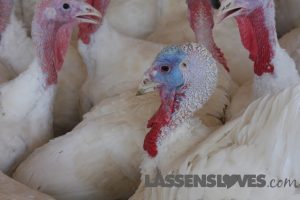lassensloves, Lassen's, Lassens, Sheltons turkey, thanksgiving turkey, natural turkey, why buy a natural turkey Sheltons+turkey, thanksgiving+turkey, natural+turkey, why+buy+a+natural+turkey
