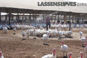 lassensloves, Lassen's, Lassens, Sheltons turkey, thanksgiving turkey, natural turkey, why buy a natural turkey Sheltons+turkey, thanksgiving+turkey, natural+turkey, why+buy+a+natural+turkey