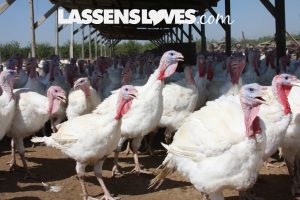 lassensloves, Lassen's, Lassens, Sheltons turkey, thanksgiving turkey, natural turkey, why buy a natural turkey Sheltons+turkey, thanksgiving+turkey, natural+turkey, why+buy+a+natural+turkey