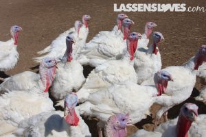 lassensloves, Lassen's, Lassens, Sheltons turkey, thanksgiving turkey, natural turkey, why buy a natural turkey Sheltons+turkey, thanksgiving+turkey, natural+turkey, why+buy+a+natural+turkey