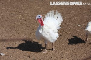 lassensloves, Lassen's, Lassens, Sheltons turkey, thanksgiving turkey, natural turkey, why buy a natural turkey Sheltons+turkey, thanksgiving+turkey, natural+turkey, why+buy+a+natural+turkey