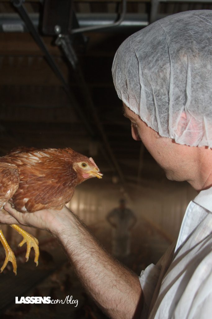 Chino+Valley+Ranchers+Eggs, Organic+Eggs, Healthy+Eggs, Cage+Free+Eggs,