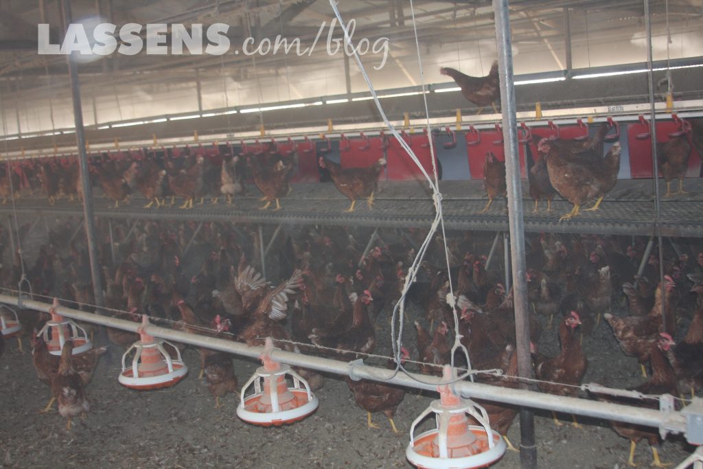 Chino+Valley+Ranchers+Eggs, Organic+Eggs, Healthy+Eggs, Cage+Free+Eggs,