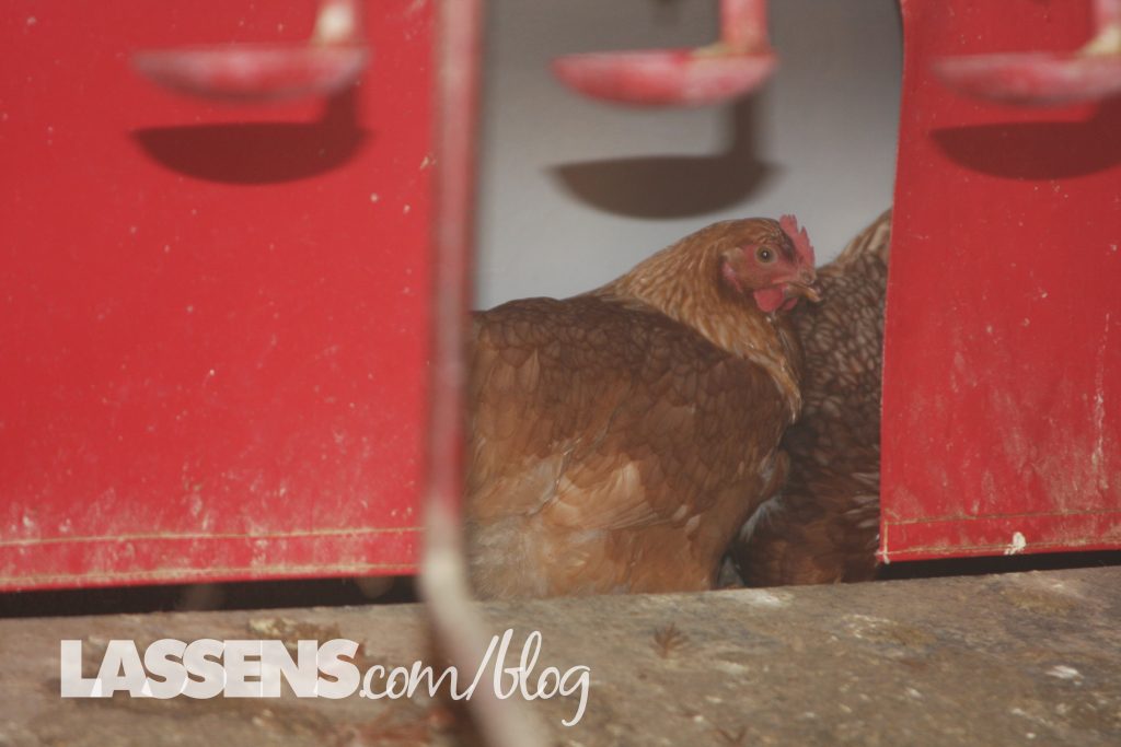 Chino+Valley+Ranchers+Eggs, Organic+Eggs, Healthy+Eggs, Cage+Free+Eggs,