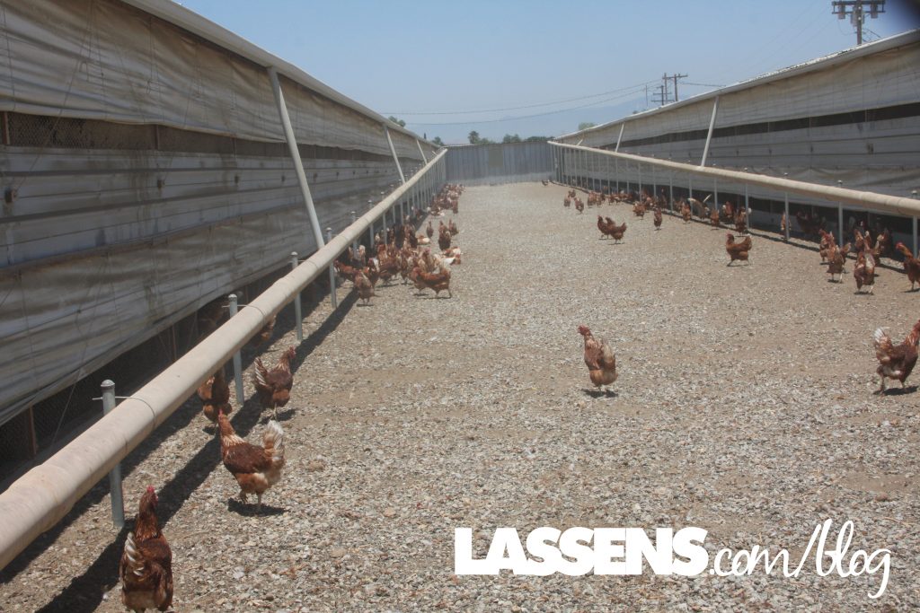 Chino+Valley+Ranchers+Eggs, Organic+Eggs, Healthy+Eggs, Cage+Free+Eggs,
