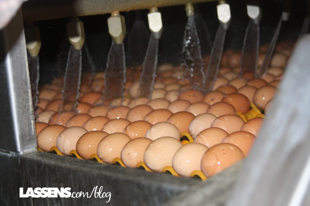 Chino+Valley+Ranchers+Eggs, Organic+Eggs, Healthy+Eggs, Cage+Free+Eggs,