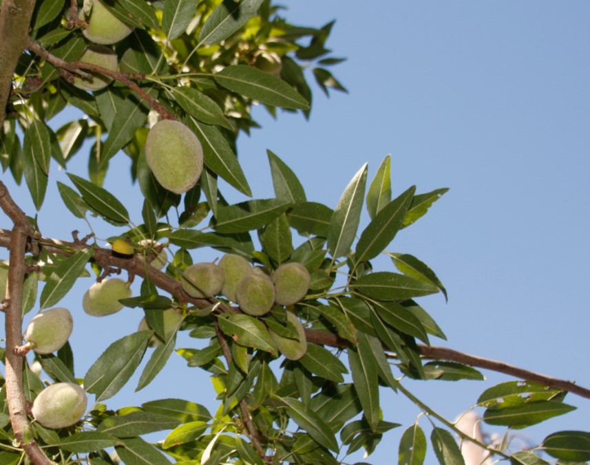 Lassens, Lassen's, Lassens Natural Foods and Vitamins, Almonds, Bulk Almonds, Organic Almonds,